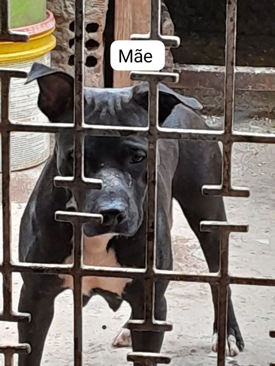 Pitbull - Foto 2