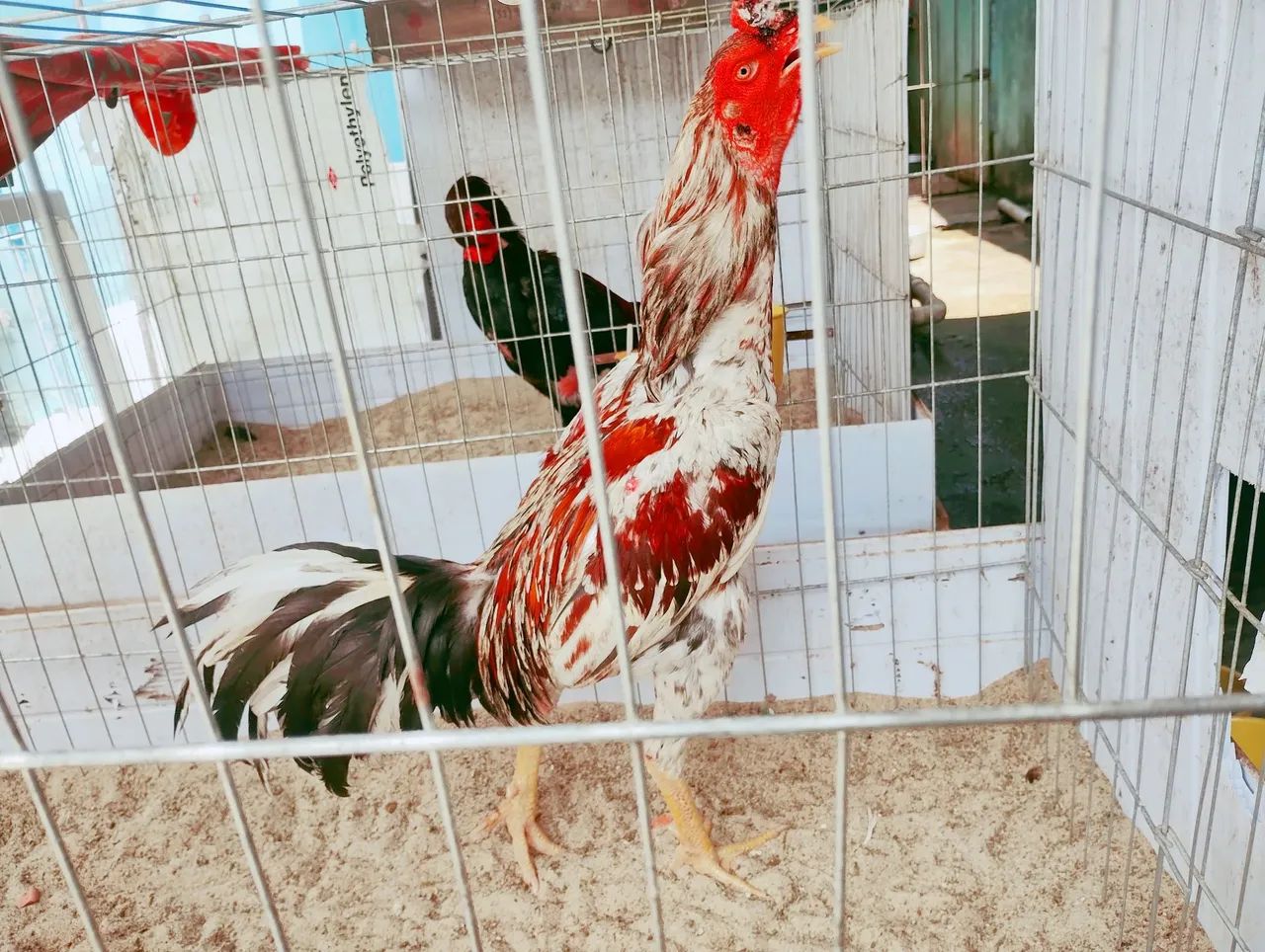 Frango de 11 meses