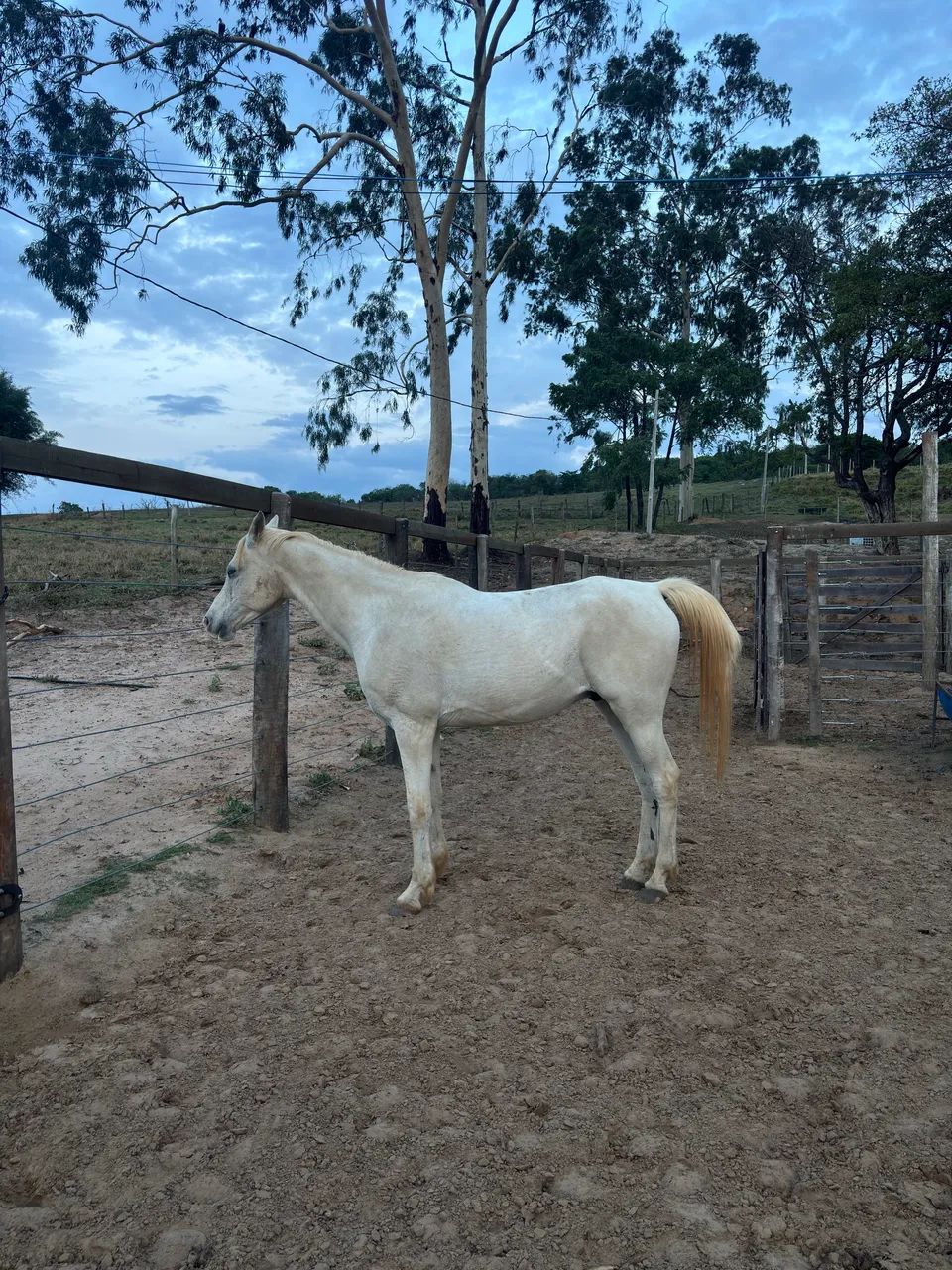 Cavalo meio sangue árabe