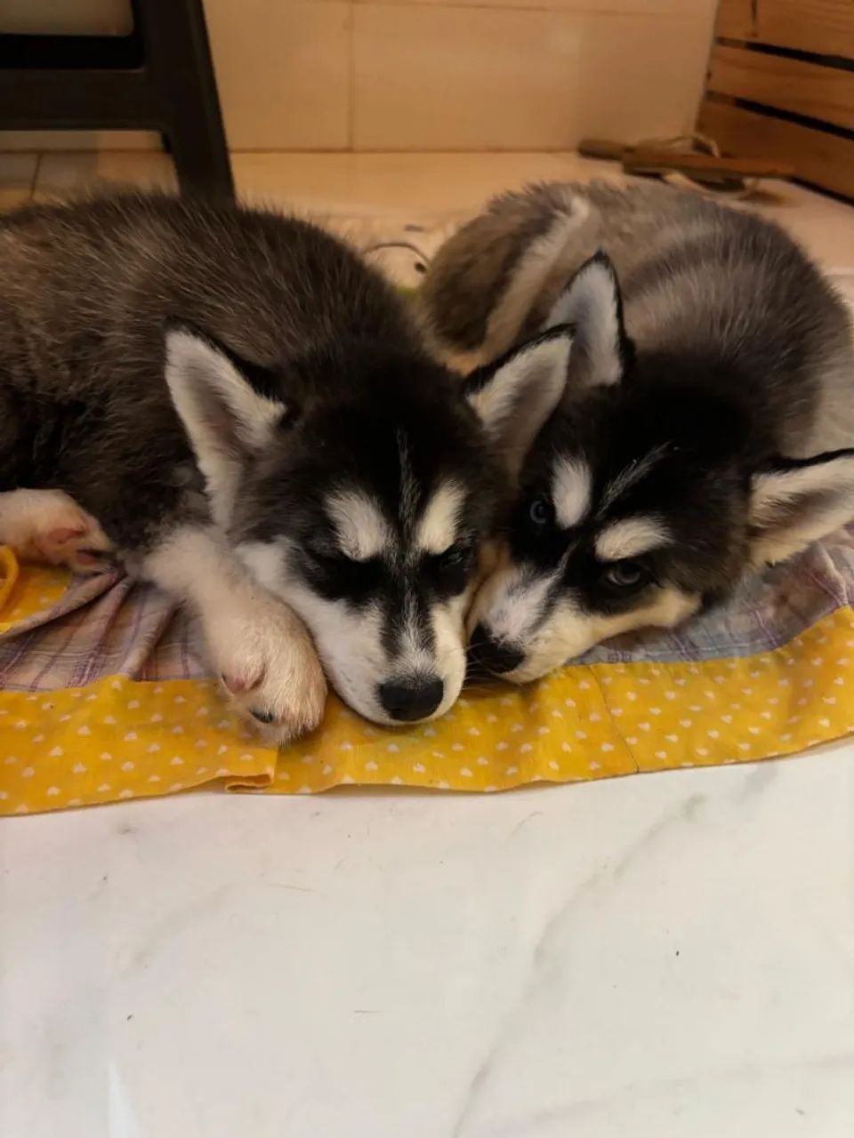 Husky Siberiano 