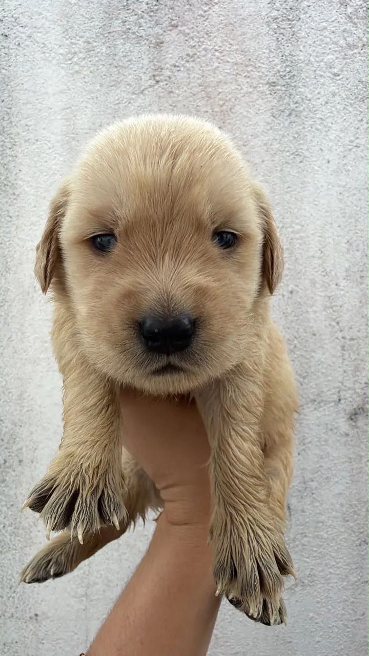 Golden retriever  - Foto 3
