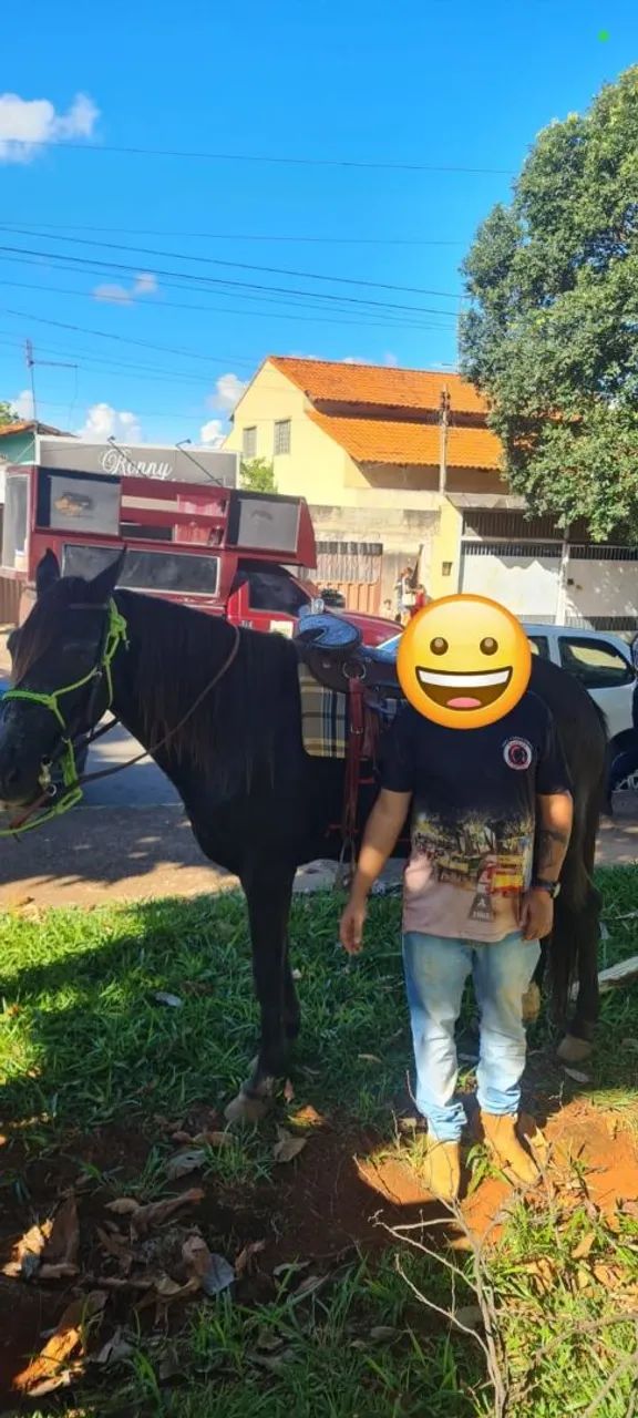 Cavalo mangalarga marcha picada - Foto 4