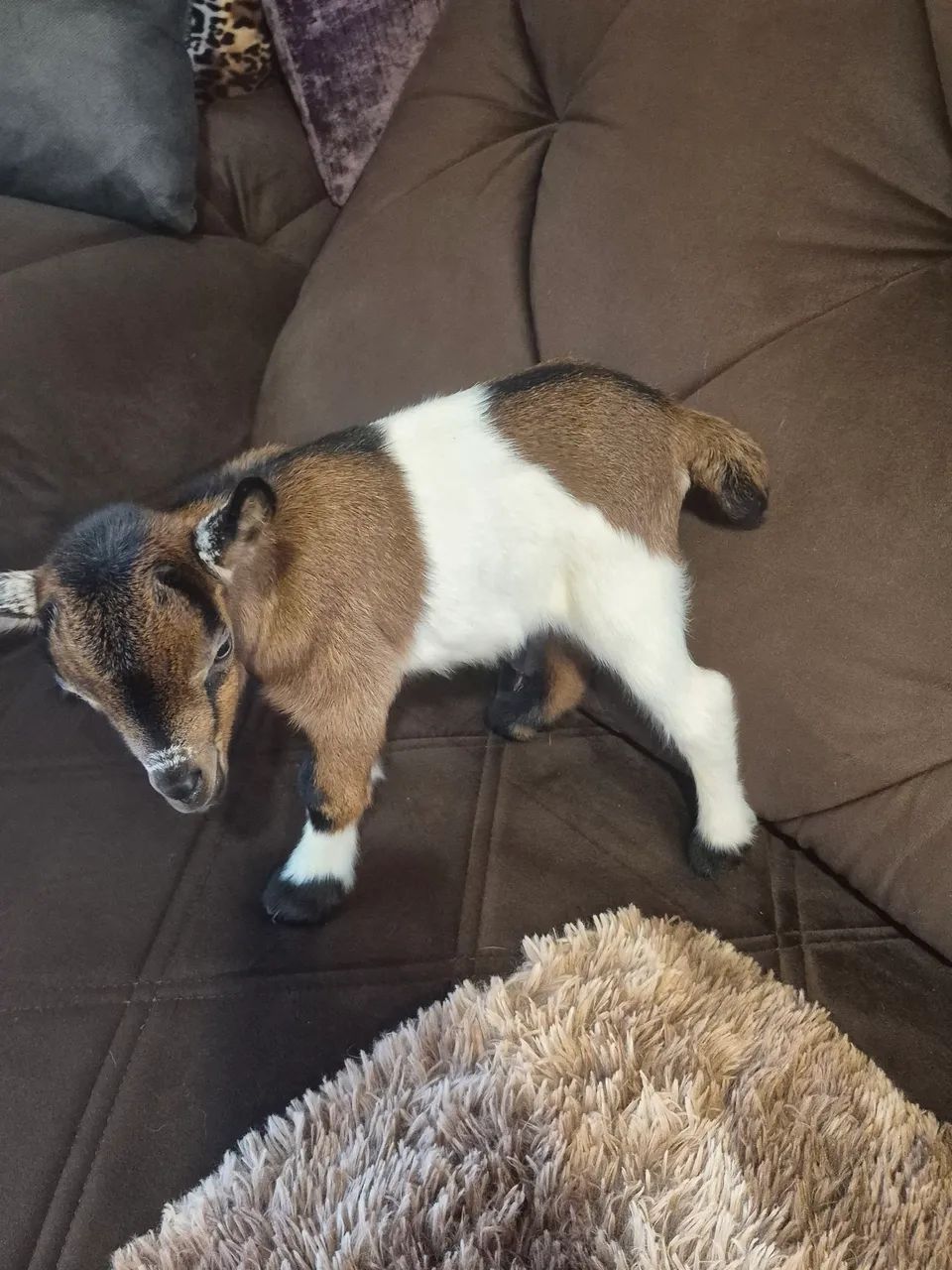 mini cabritinho  