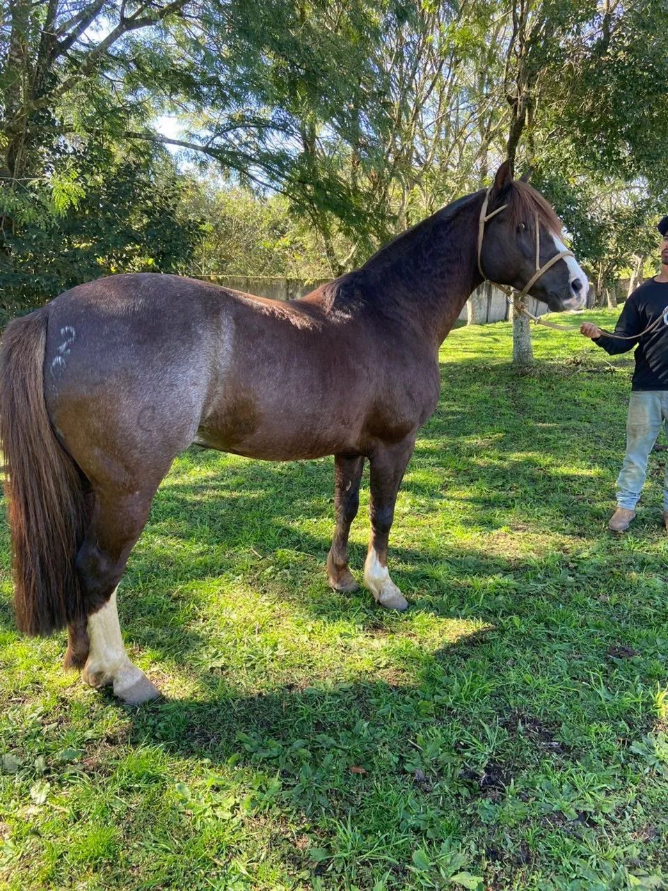 Garanhão Criollo puro com prêmios - Foto 3
