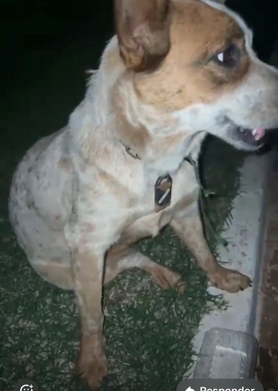 Cachorro - Foto 2