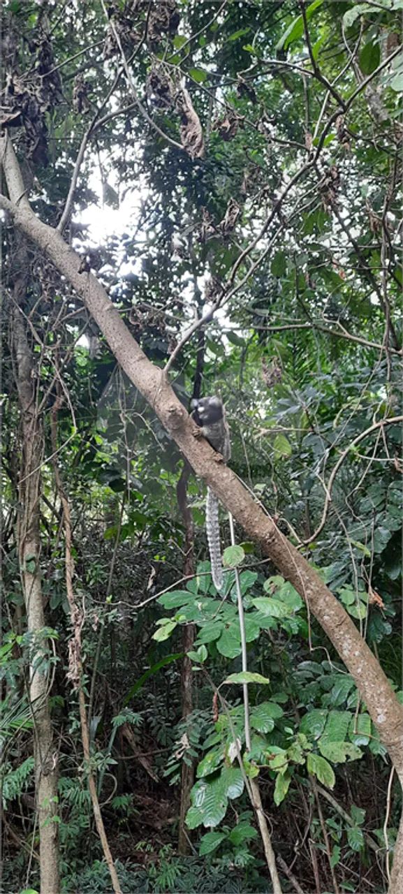 Terreno à venda em Santa inês - SP - Foto 4