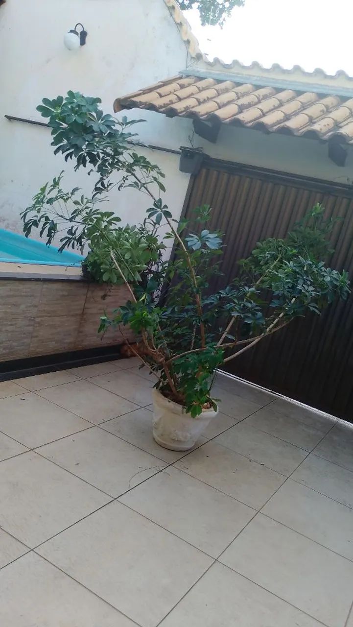 Desapego de planta 