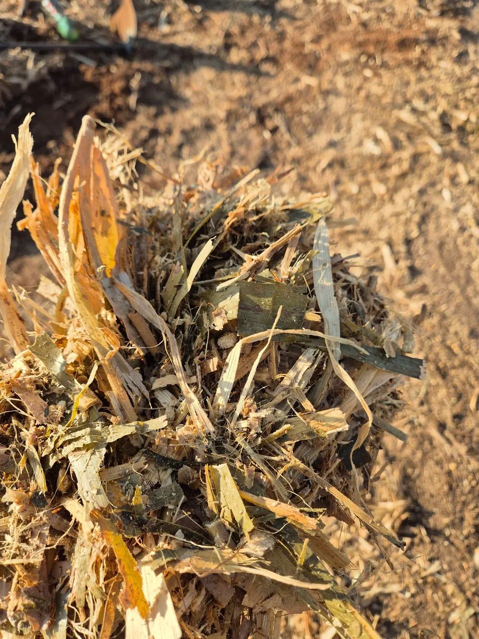 Silagem de milho 0.80 o kg - Foto 5
