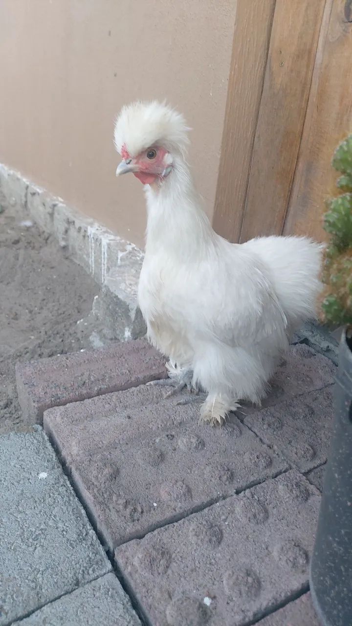 Galinha sedosa  - Foto 2