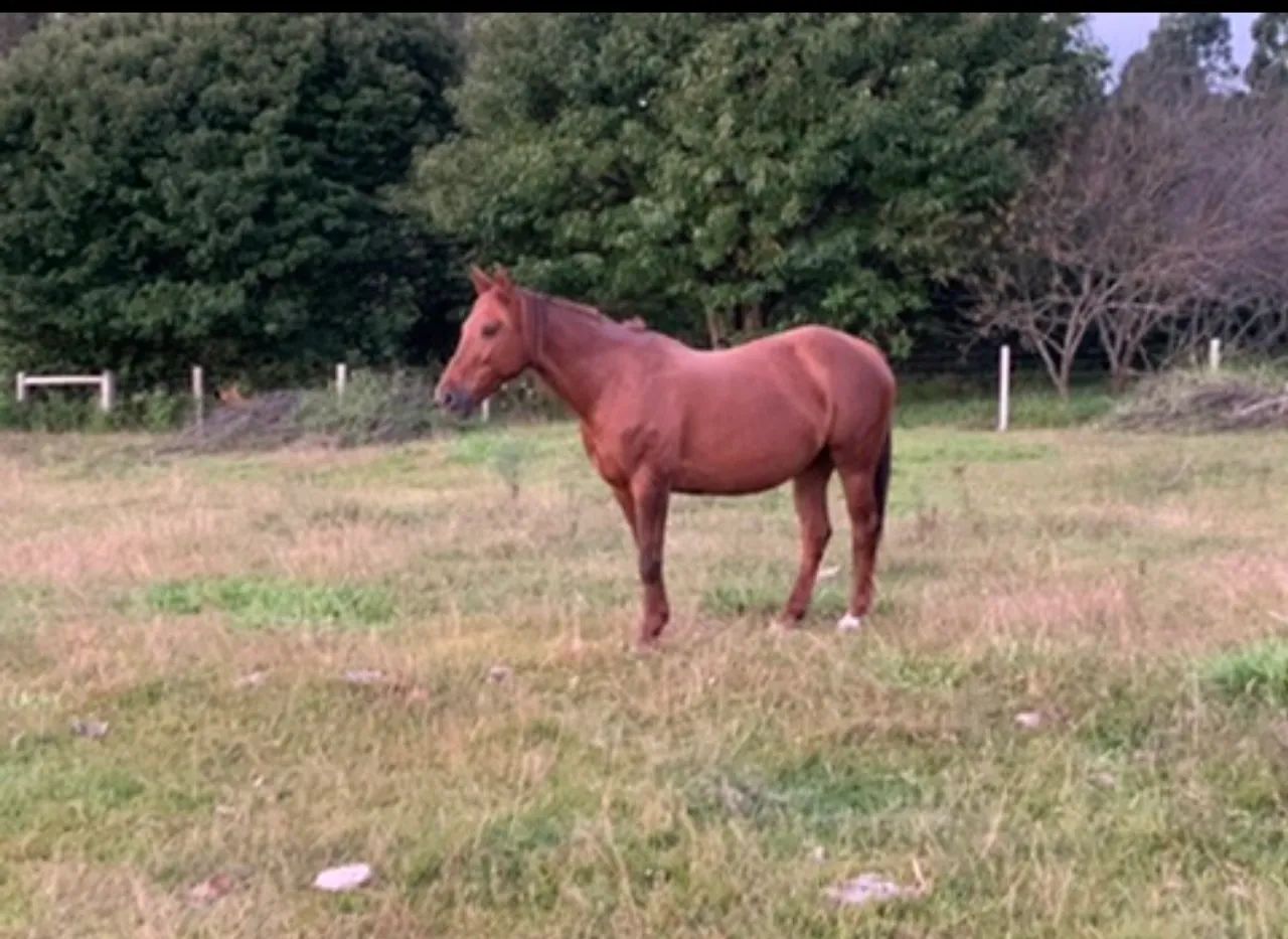 Egua e cavalo quarto de Milha , egua domada ,cavalo xucro ( mae e filho)
