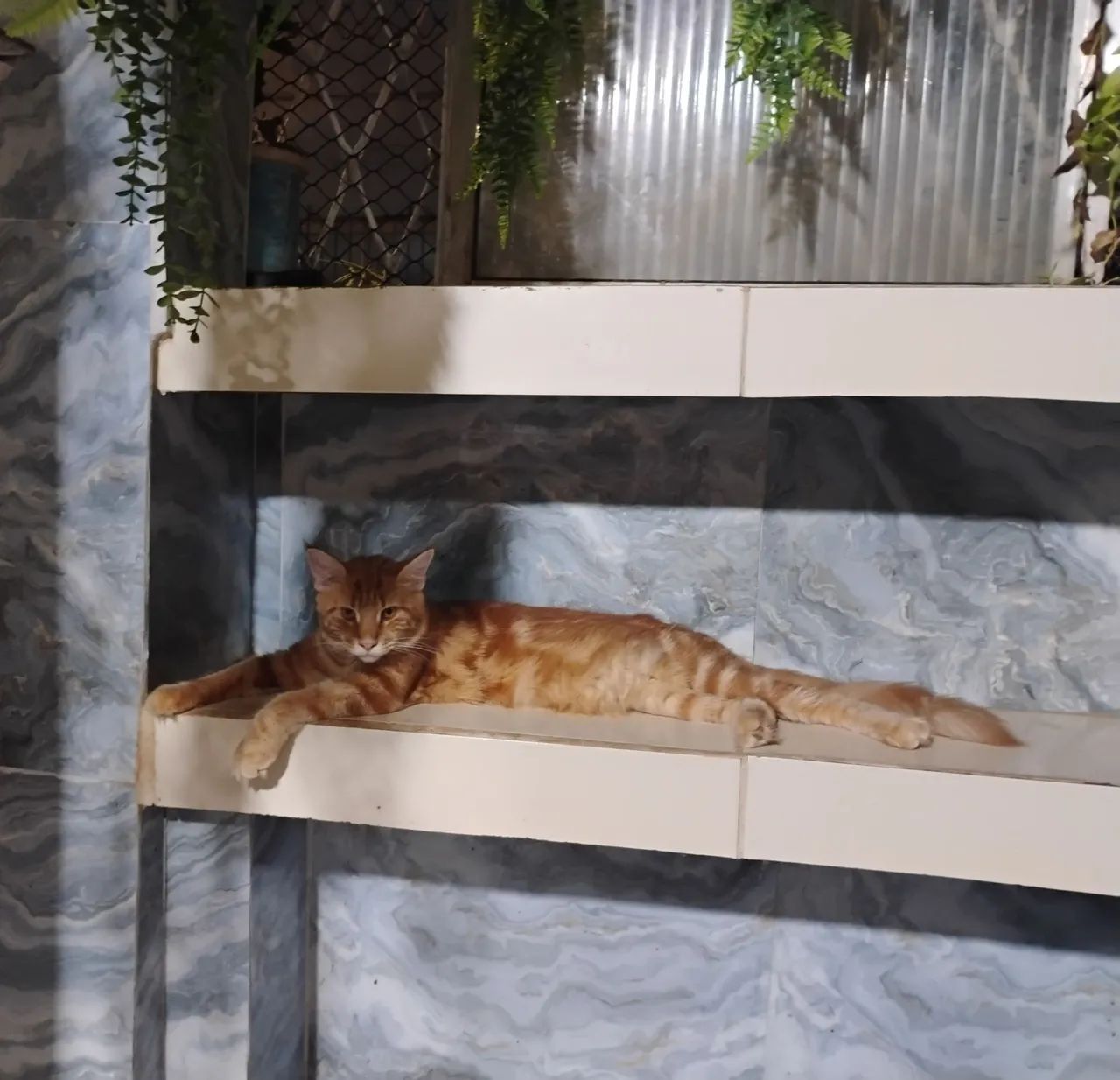 Filhotes de Maine Coon - Foto 5