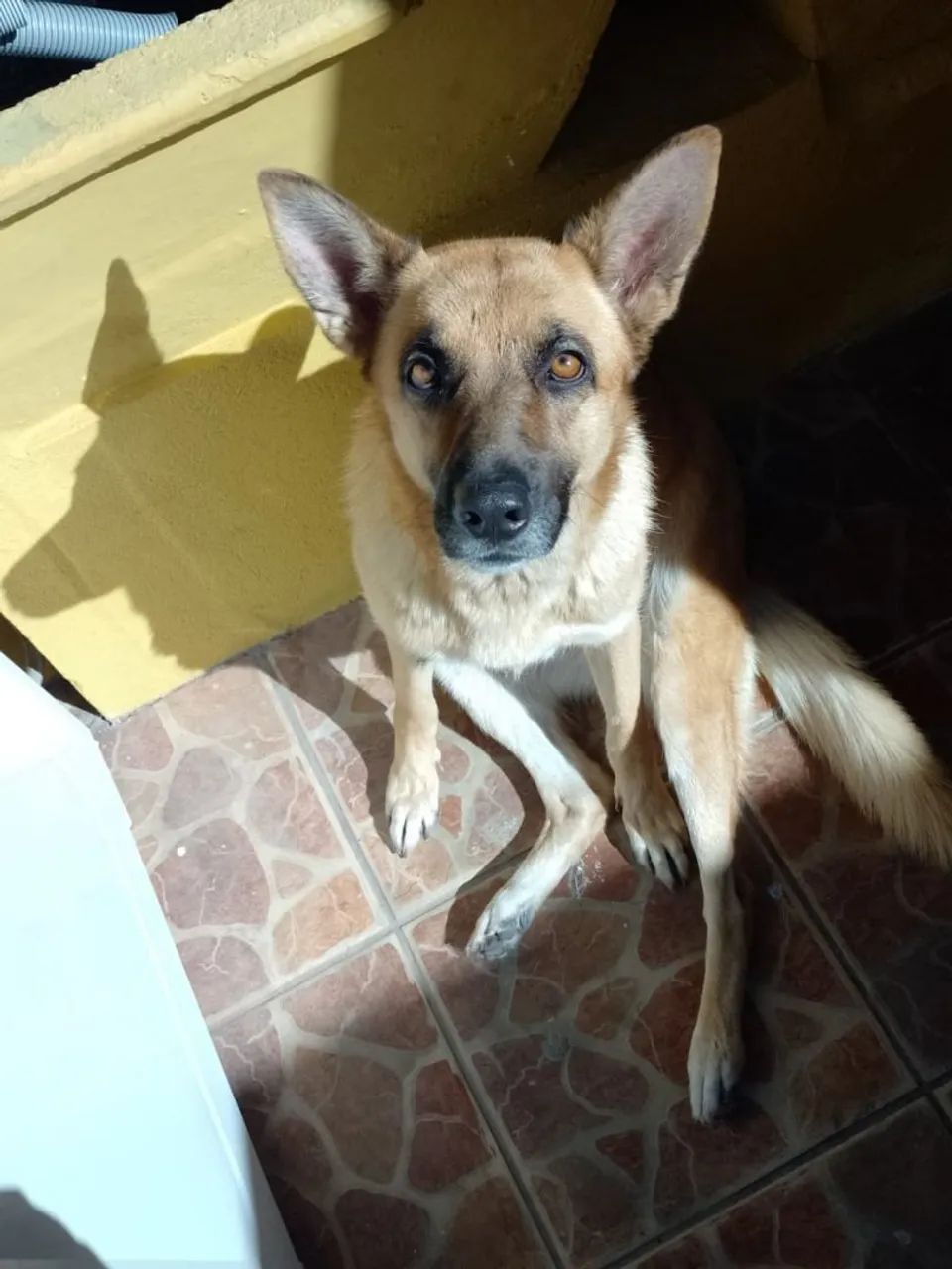 Adoção  - Foto 3