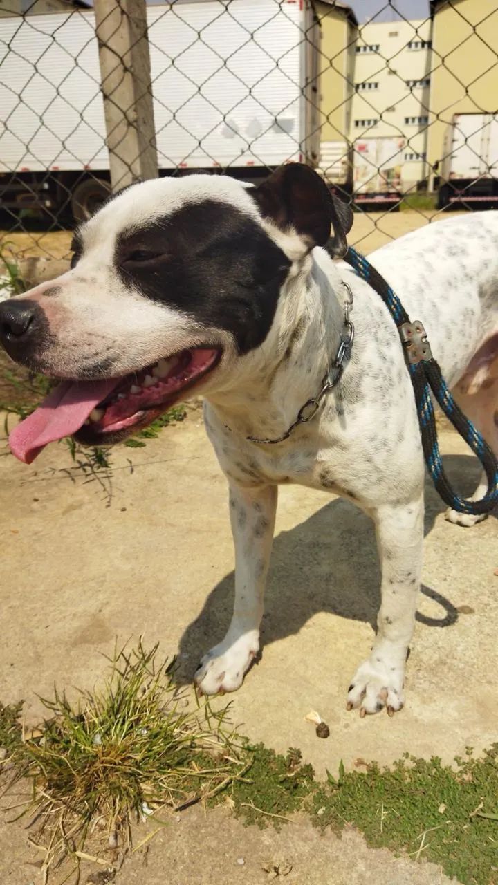 Cachorro - Foto 2
