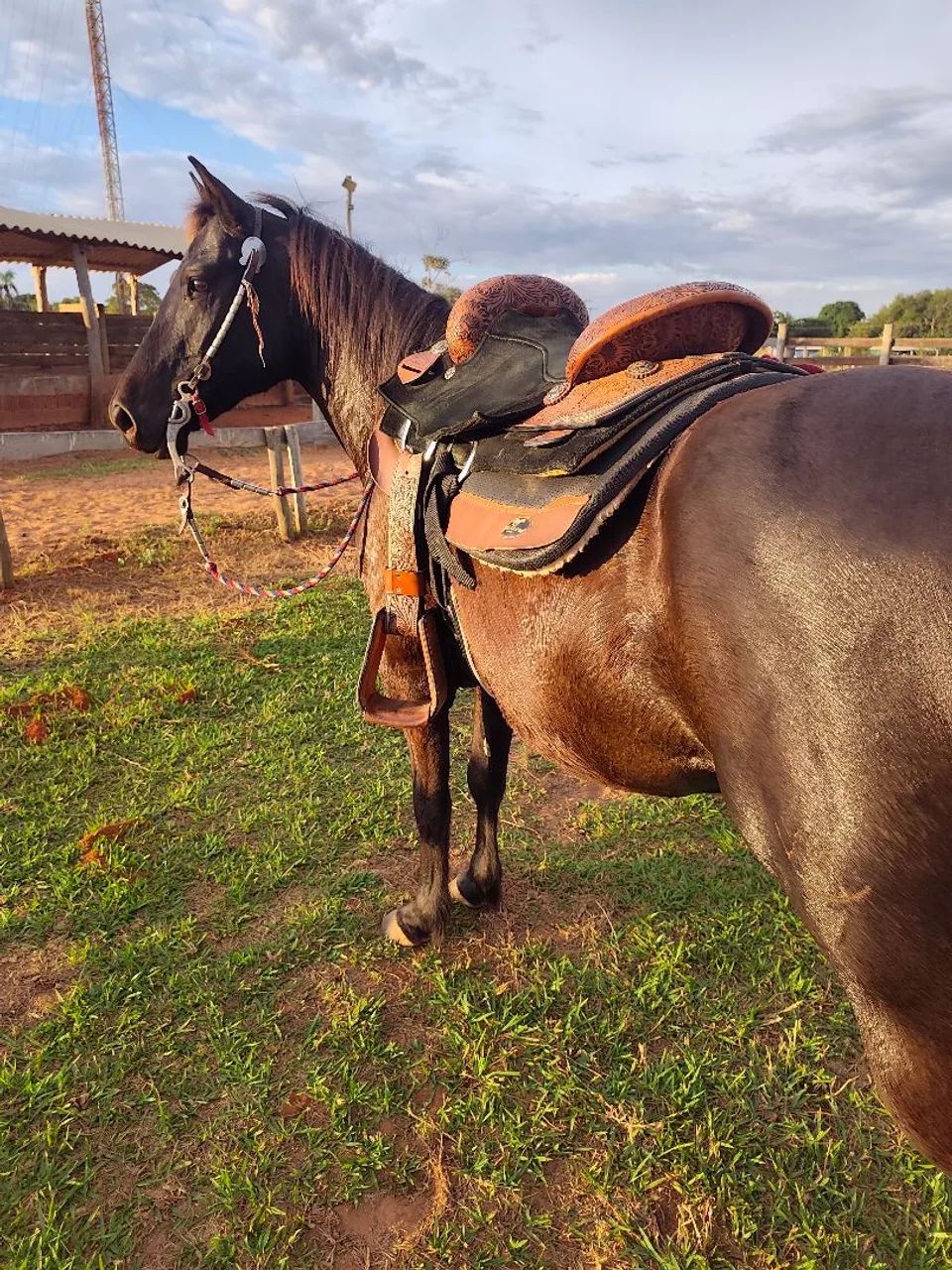 Cavalo Quarto de Milha Castrado 