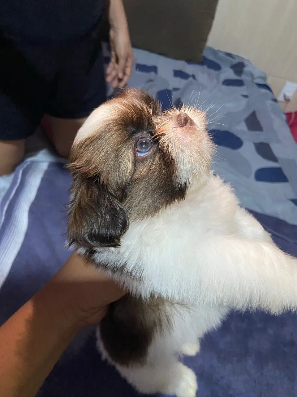 Shih tzu - Foto 2