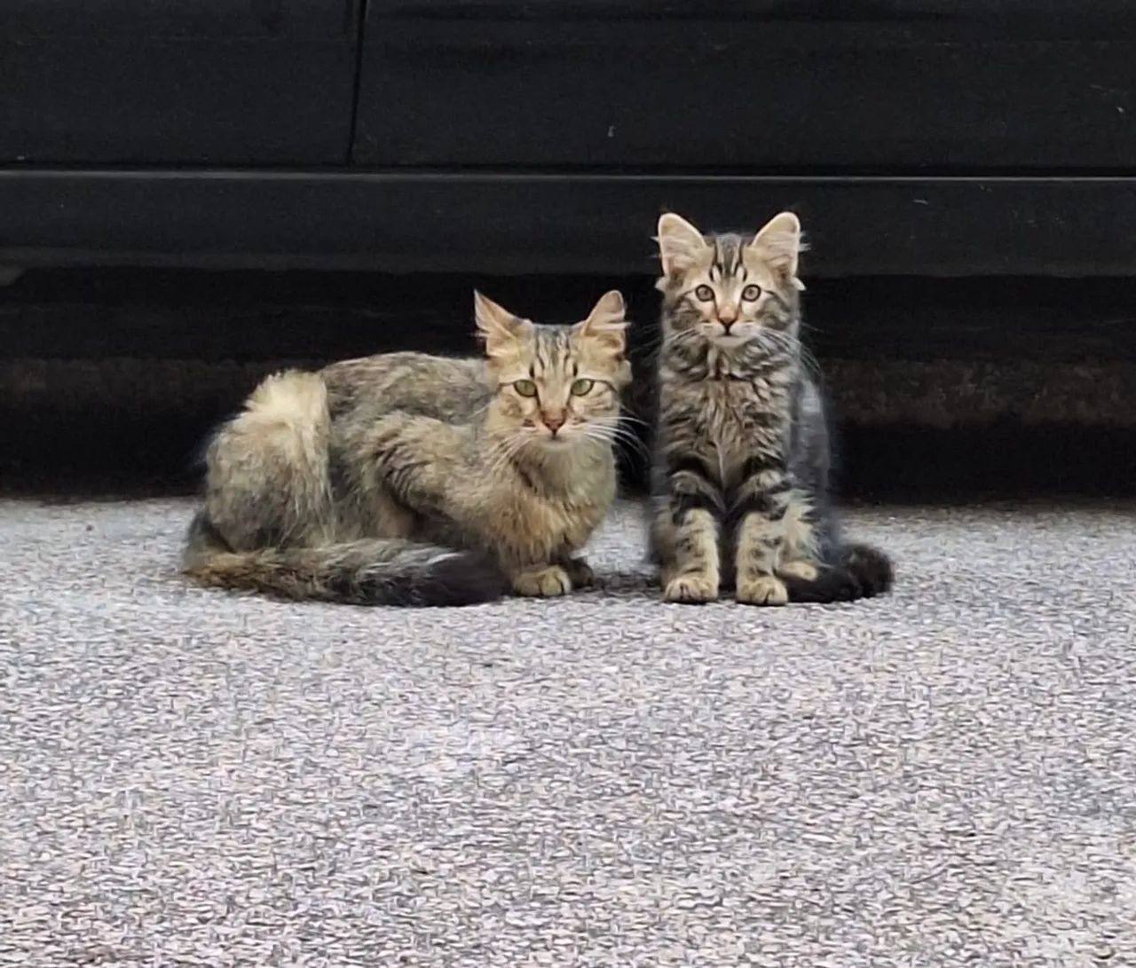 Doação de gatos (mãe e bebê)