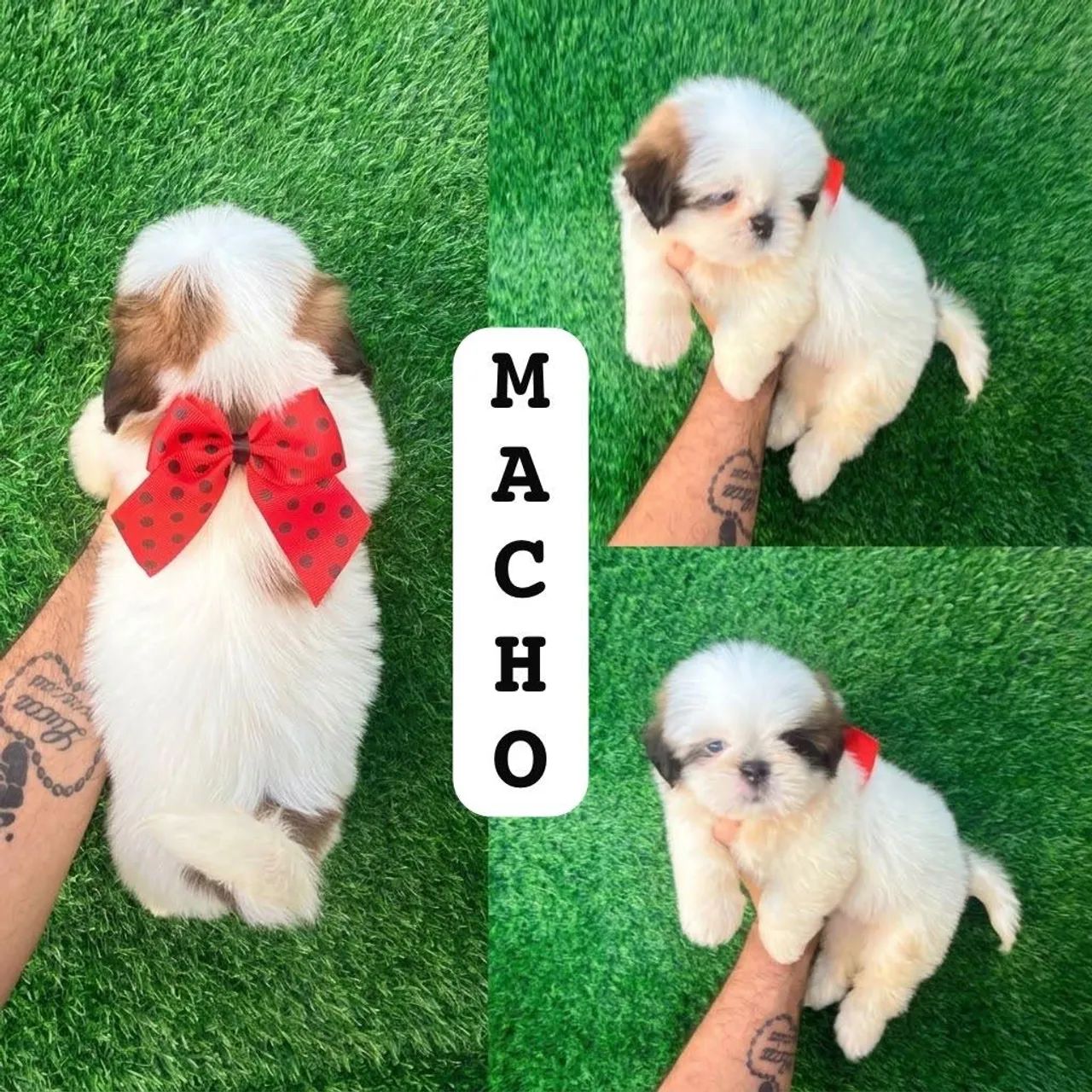Shitzu macho  - Foto 2