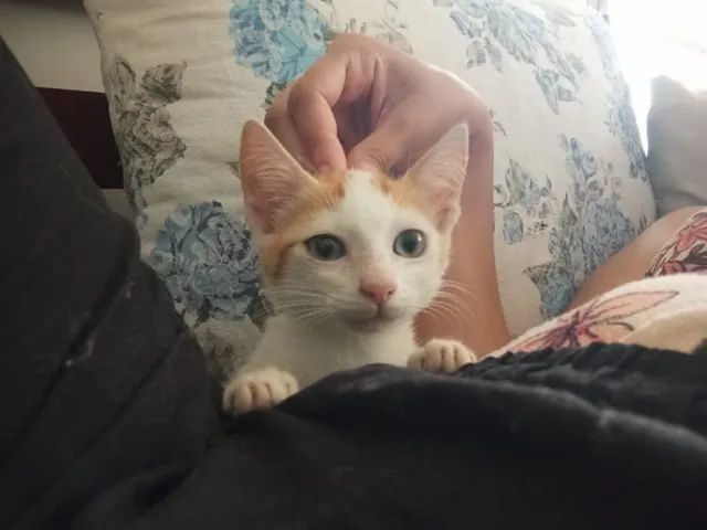 Gatinha Fêmea para Adoção - Foto 4