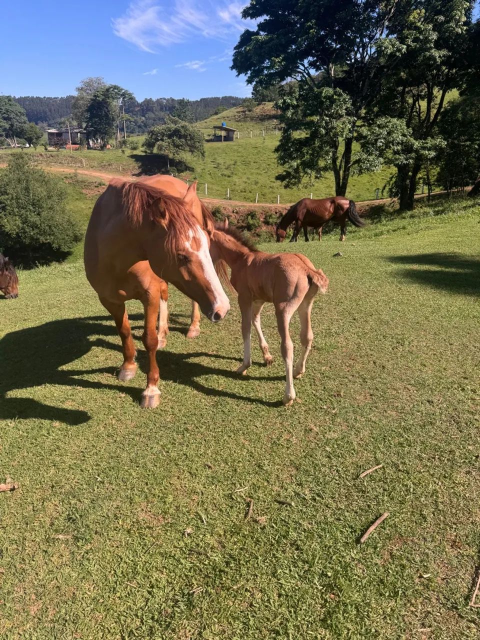 Égua crioula  - Foto 5