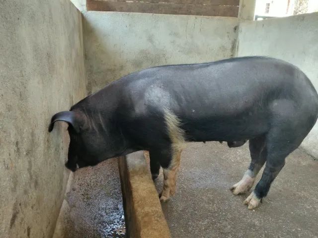 Porco Barrão - Foto 3