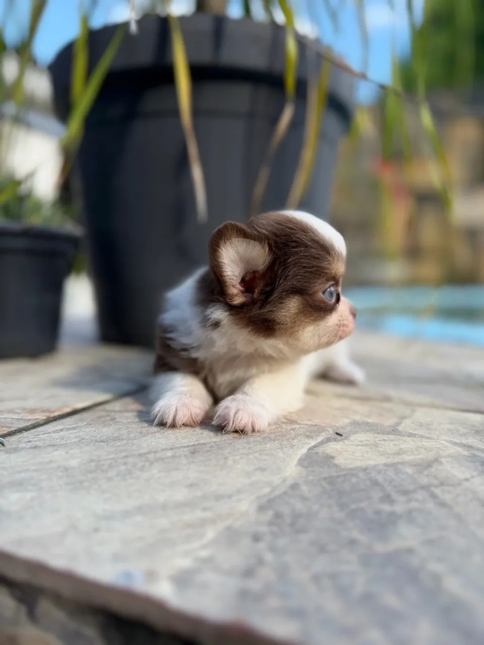 Chihuahuas - Foto 3