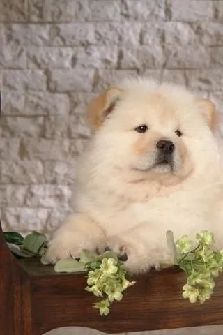 Chow chow americano top demais  - Foto 3
