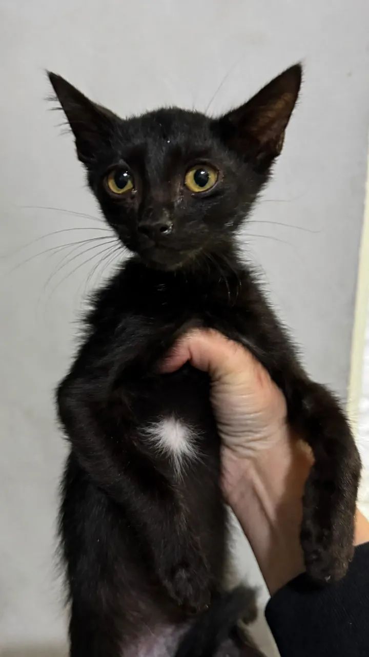 Gatinhos para adoção - Foto 2