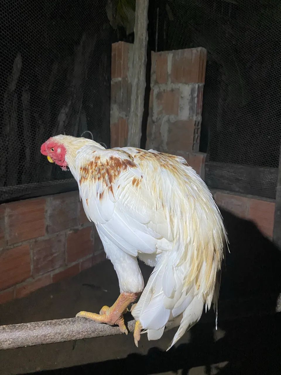 Frango Bico curto