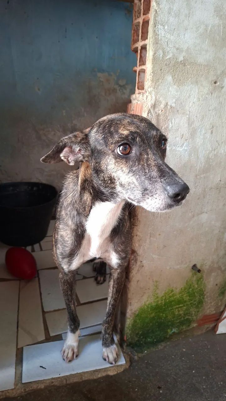 Cachorros pra doar  - Foto 2