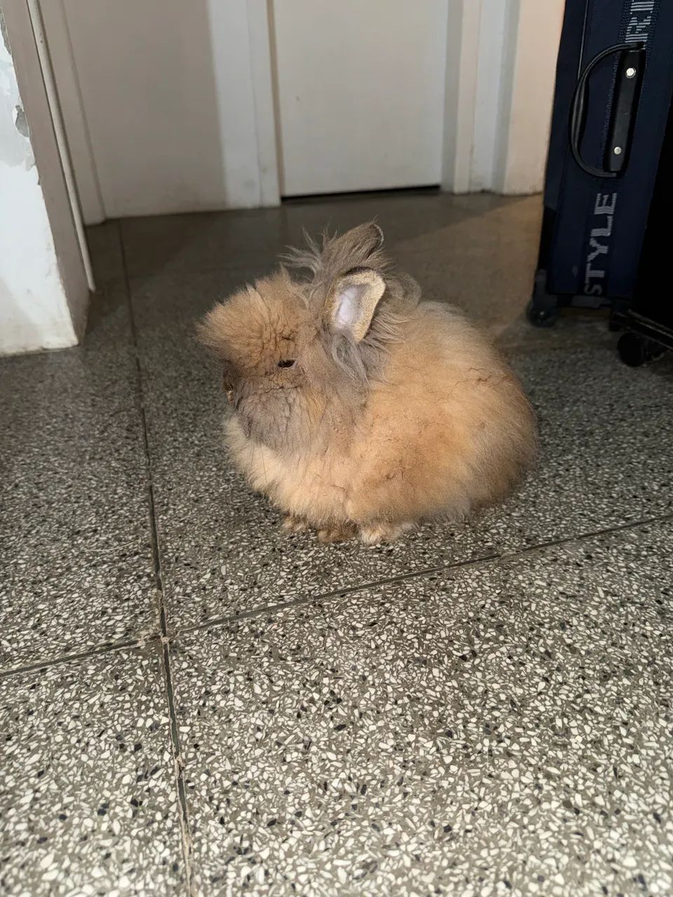 Coelho Teddy
