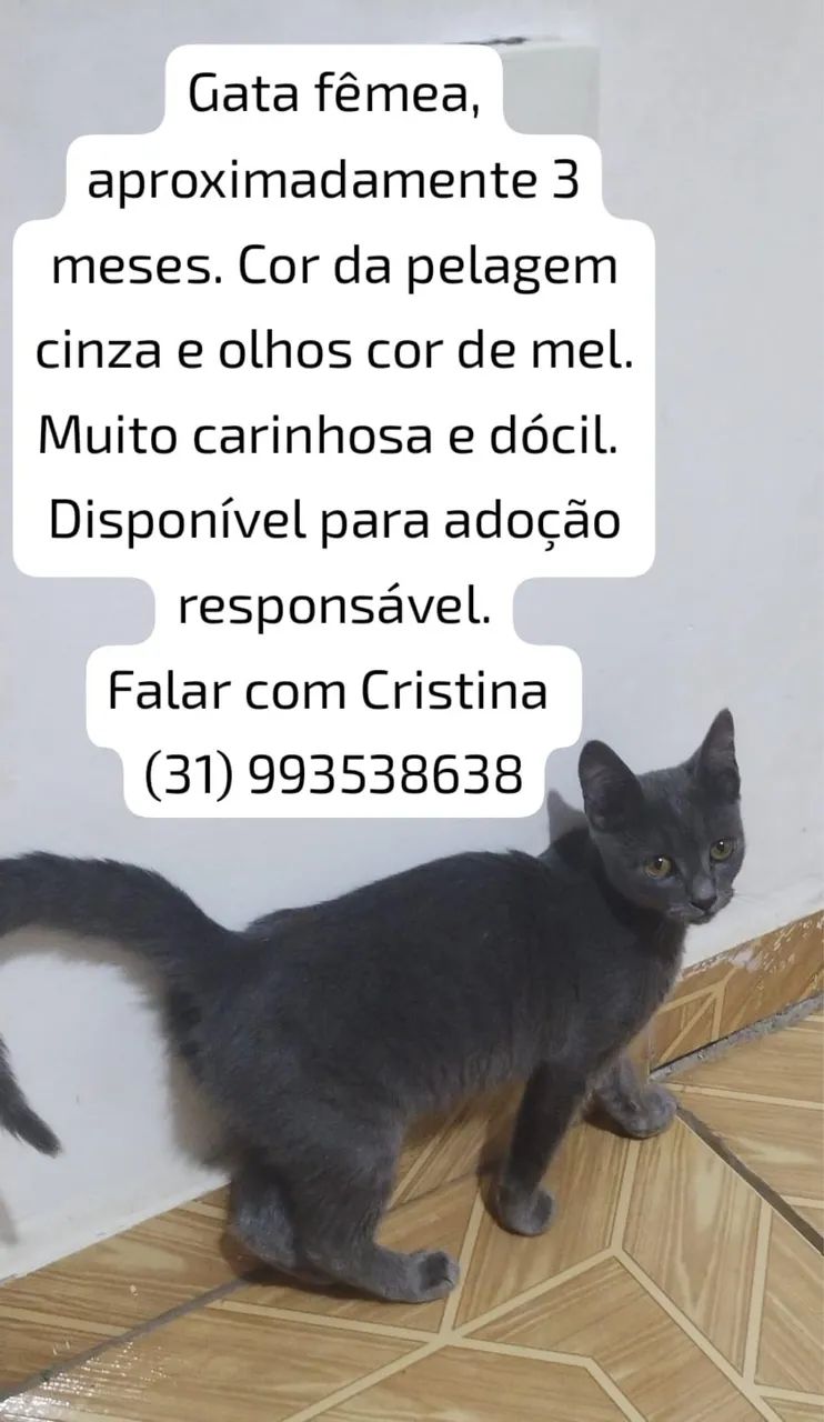 Doaçao de gatos 