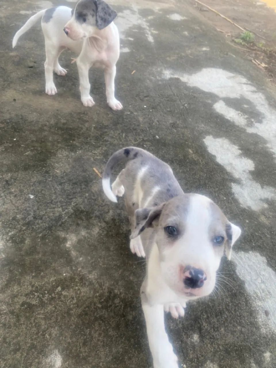 Dogue alemão  - Foto 3