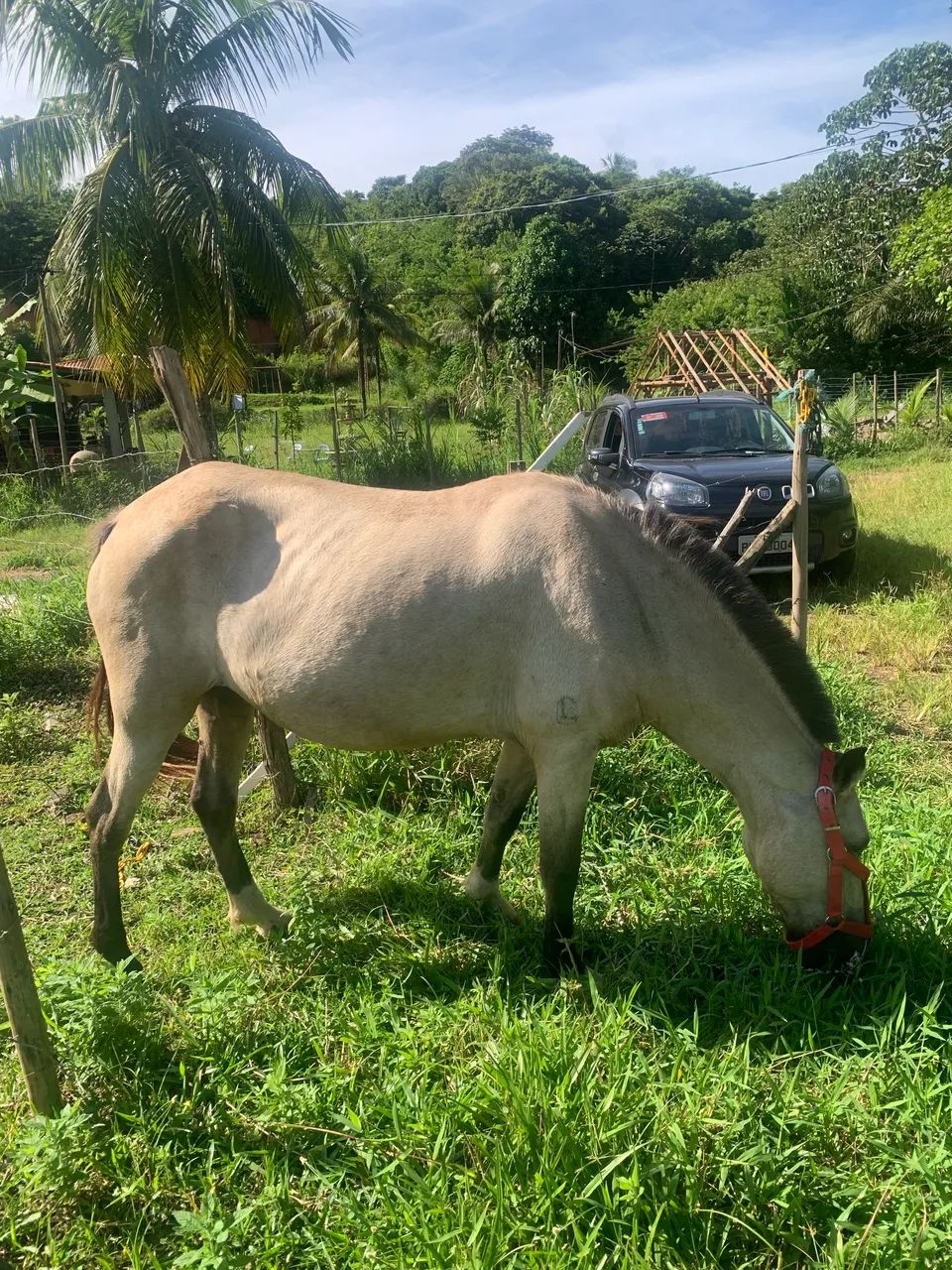 Égua 