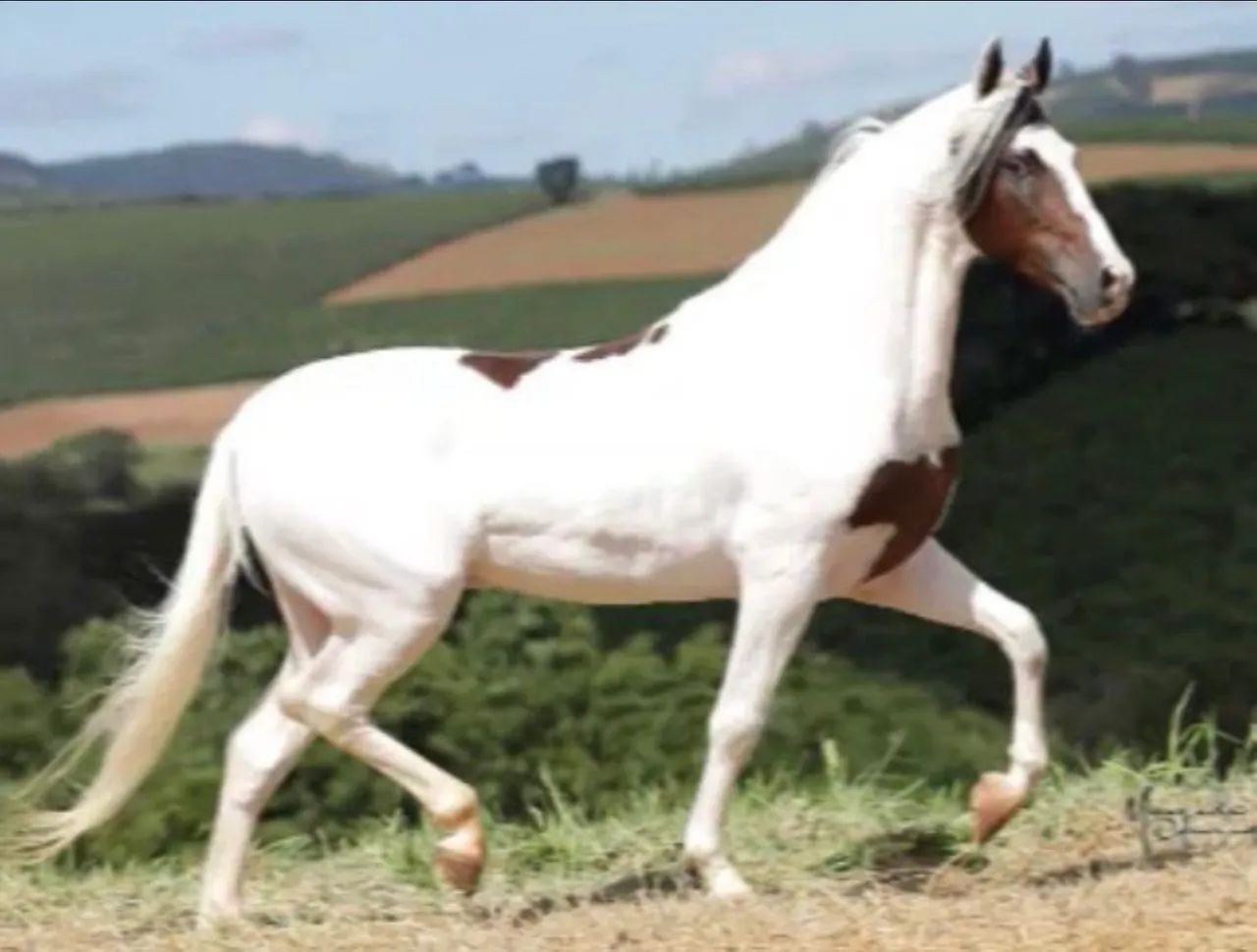 Cavalo castrado registrado, uma pintura de cavalo! 