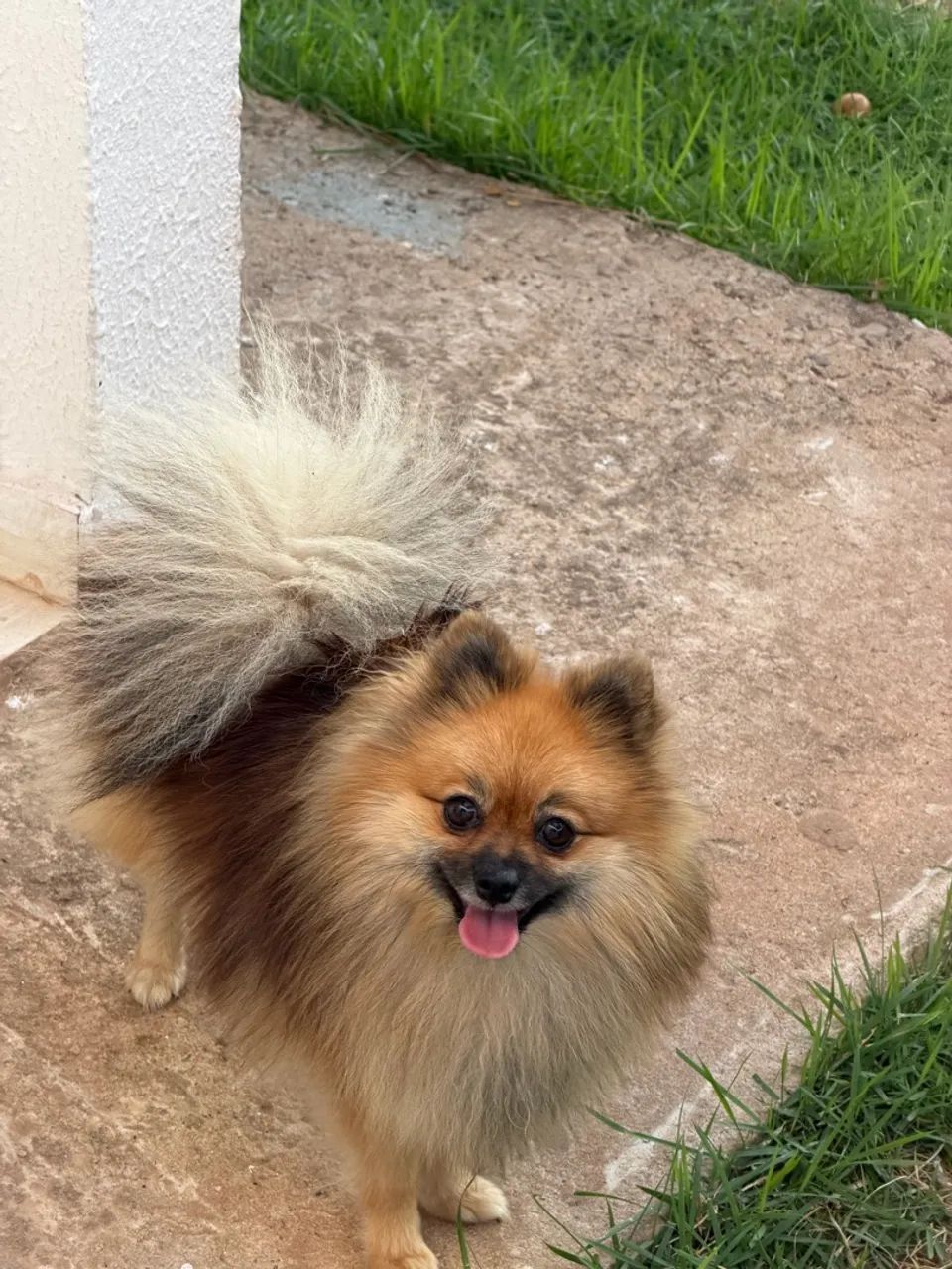 Spitz alemão  - Foto 3