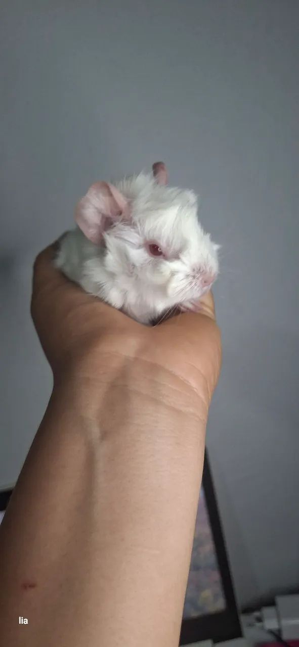 Pet - Foto 3
