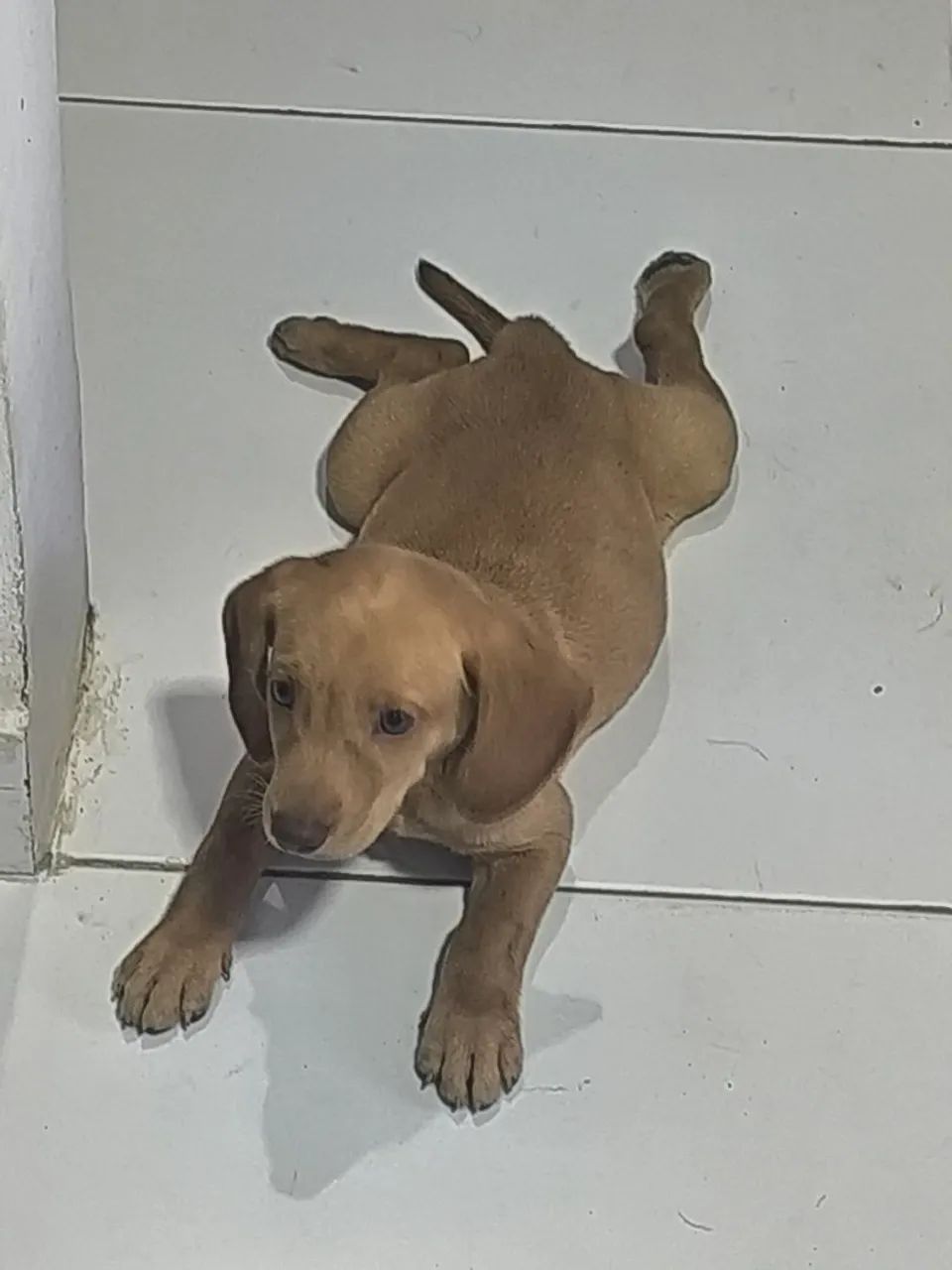Vendo Labrador Retriber Macho! 2 Meses  - Foto 2