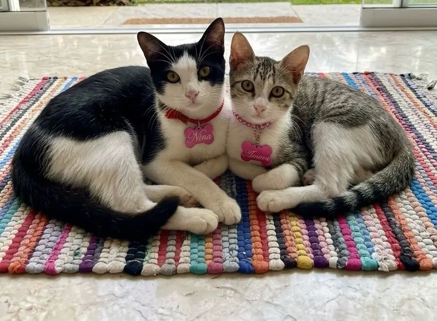 Gatos