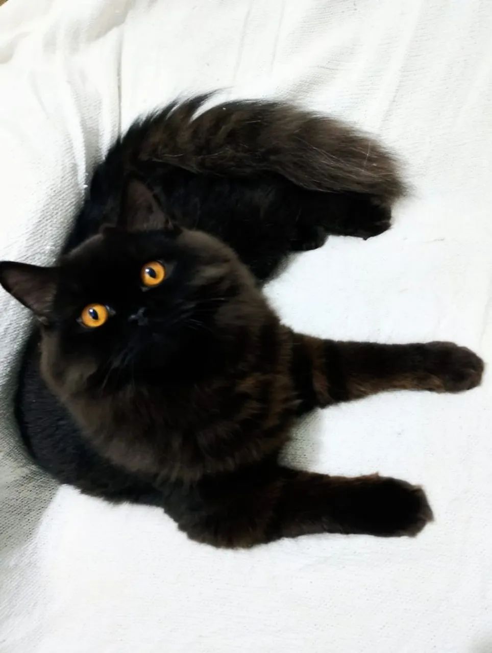 Gatos persa