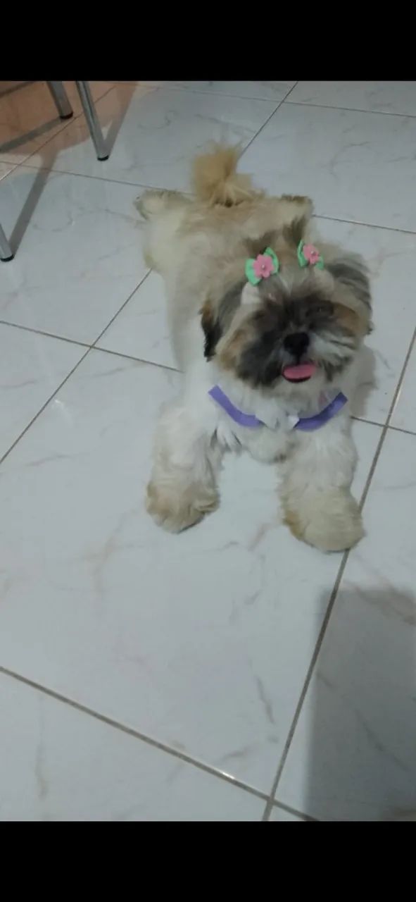  Cachorrinha Shitzu - Foto 2