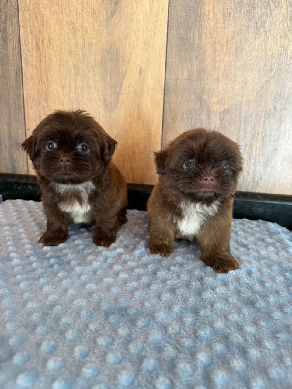 shihtzu chocolate  - Foto 4