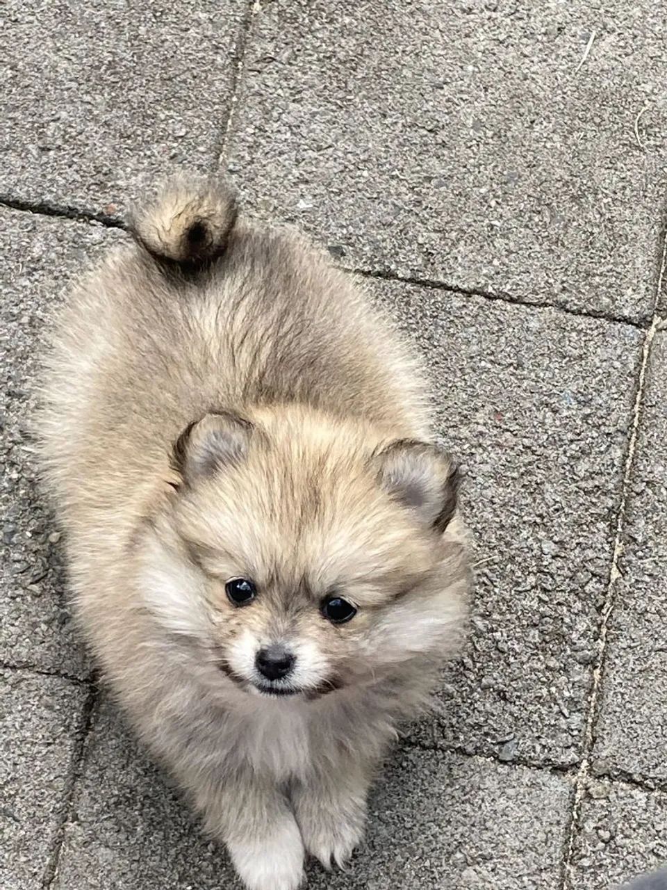 Spitz alemão Amor que não julga, só acolhe
