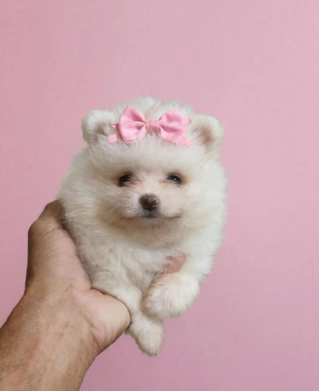 Spitz 