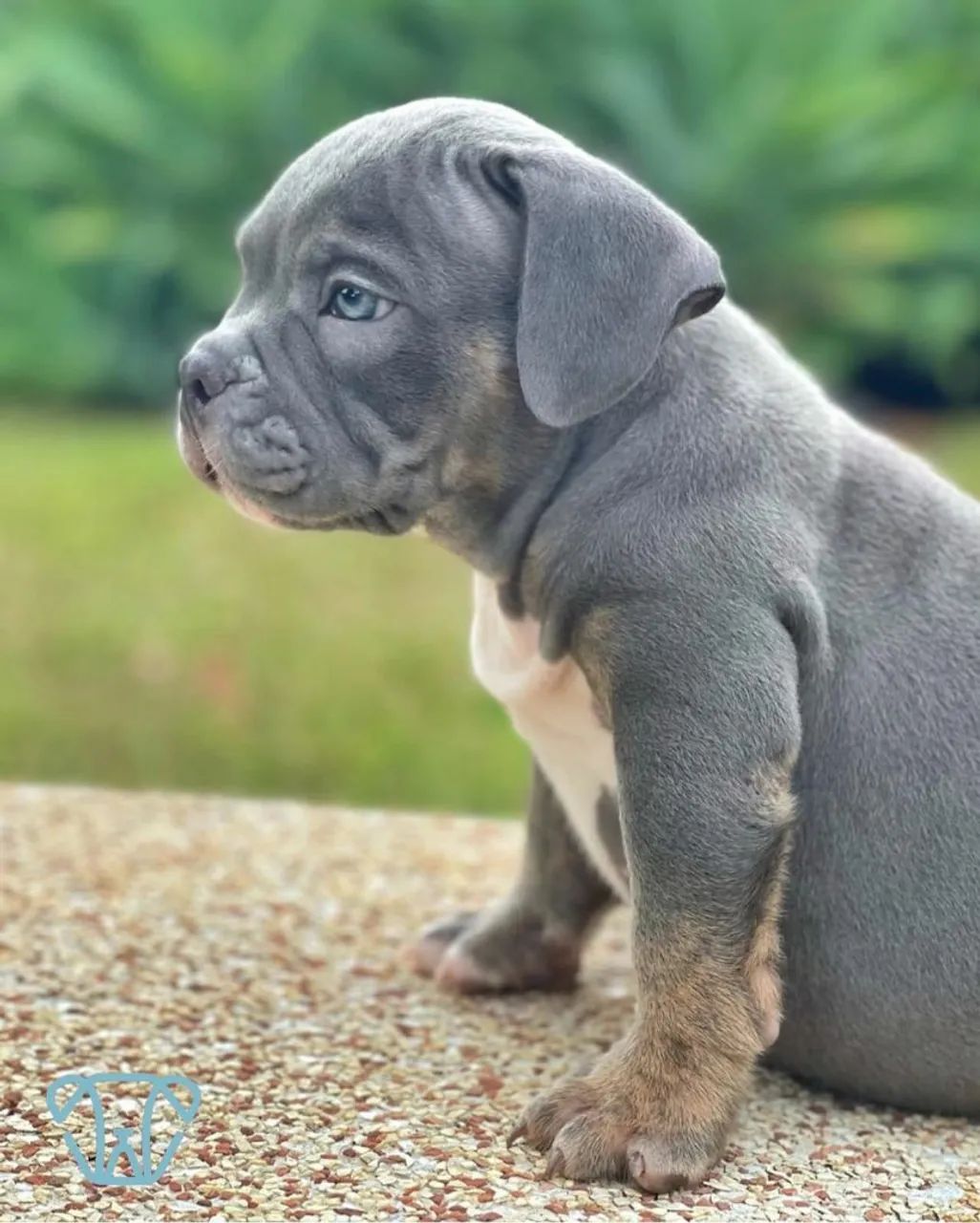 Filhote American Bully Blue - Foto 5