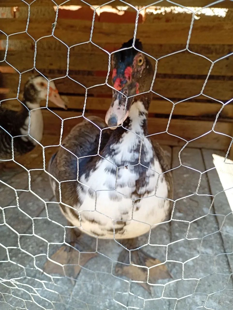 Venda de patos