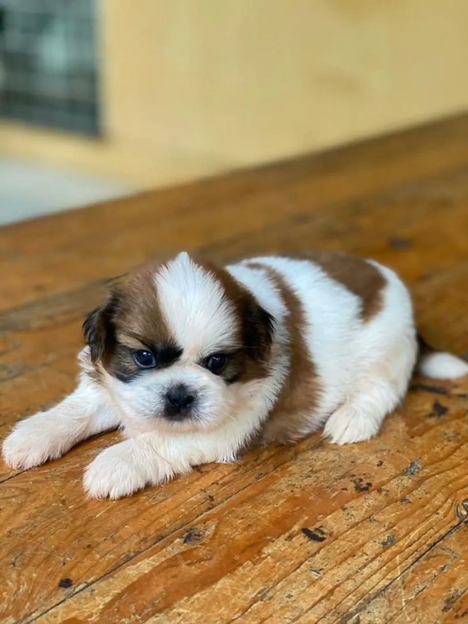 Lhasa apso lindas cores