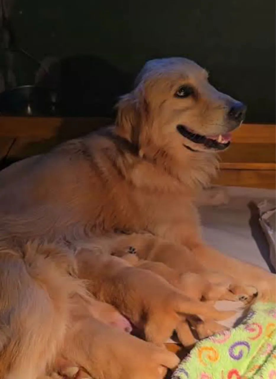 Doação goldens  - Foto 2