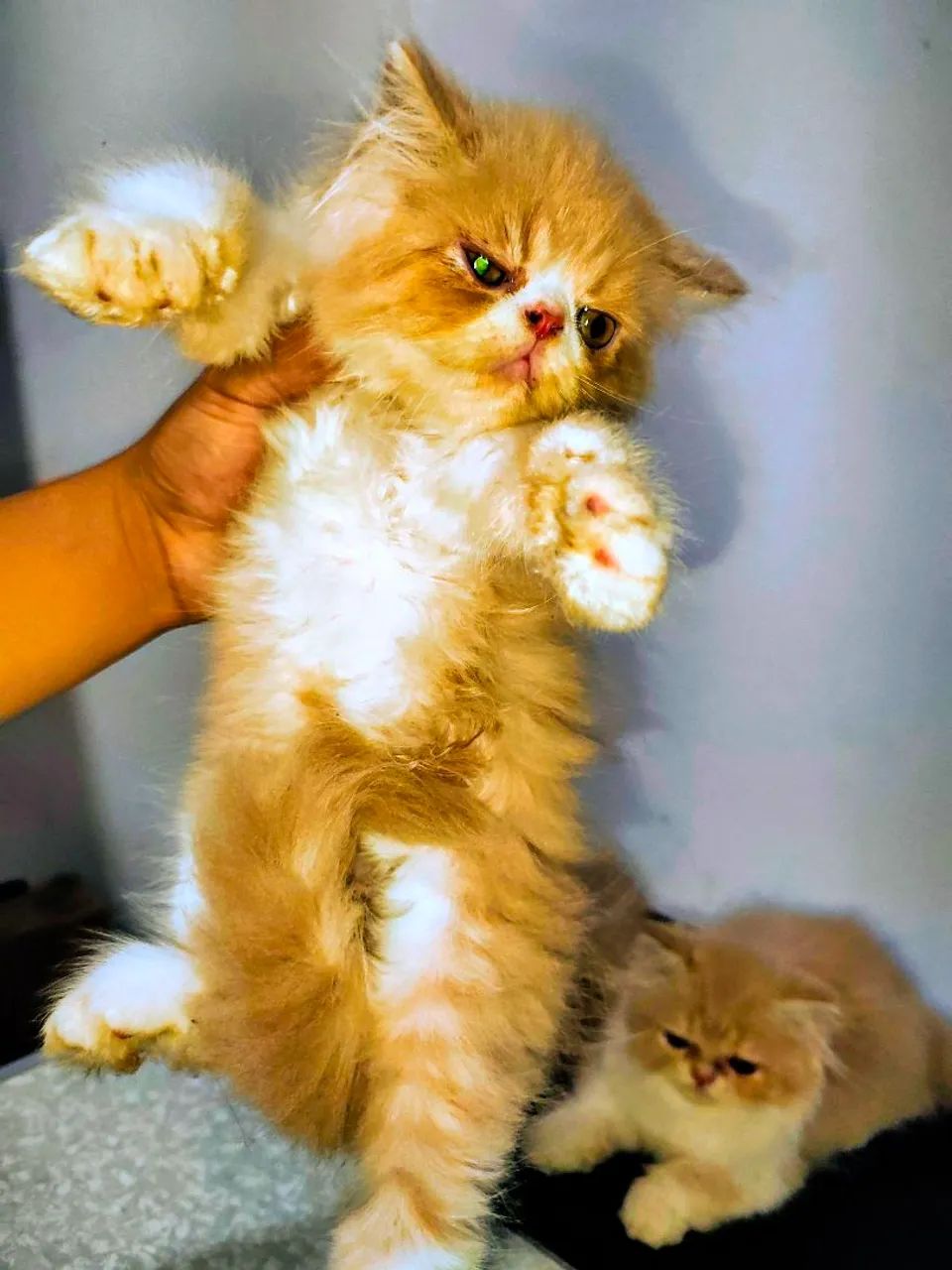 VENDE-SE GATOS PERSAS  - Foto 5