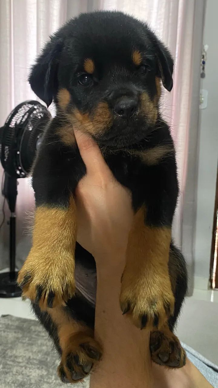 Rotweiller macho - Foto 4