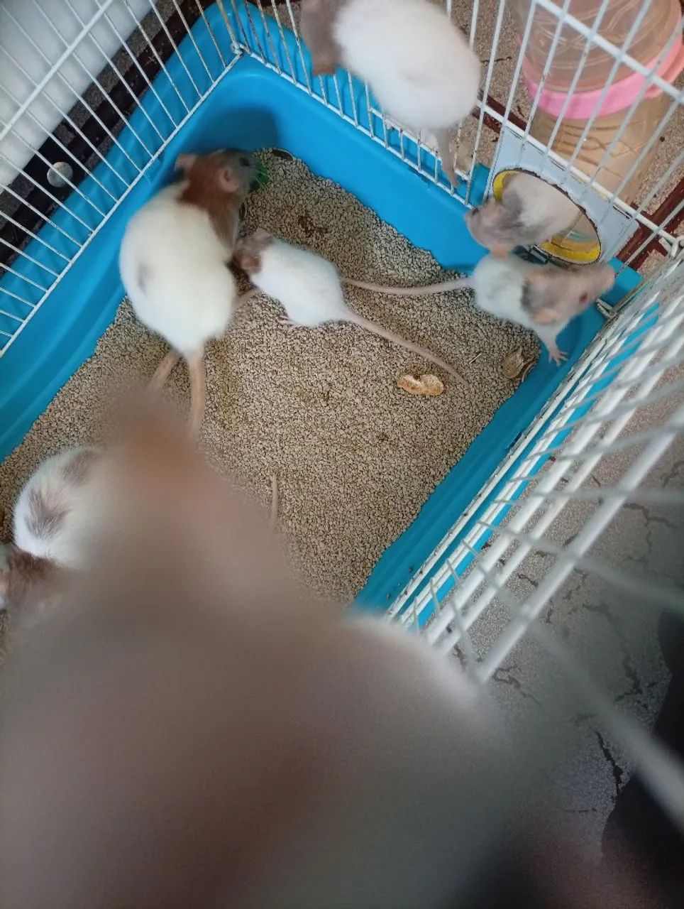 Rato Twister  - Foto 4
